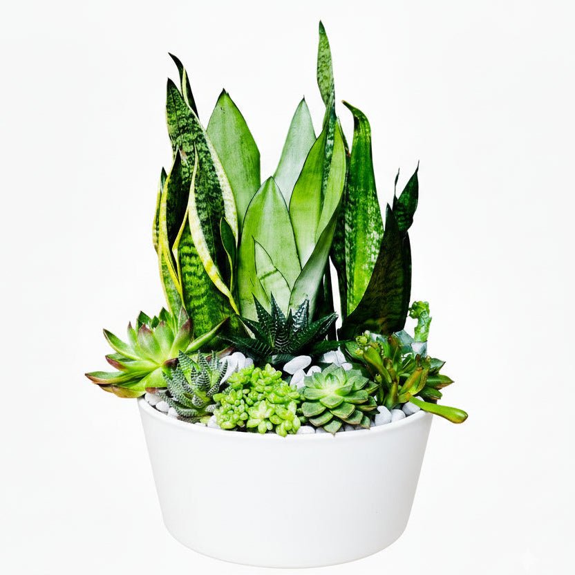 Plant Talk | Delivery Service for all Emirates!