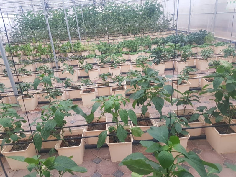 GreenHouse Construction for Organic or Hydroponic Crops - Greensouq - 