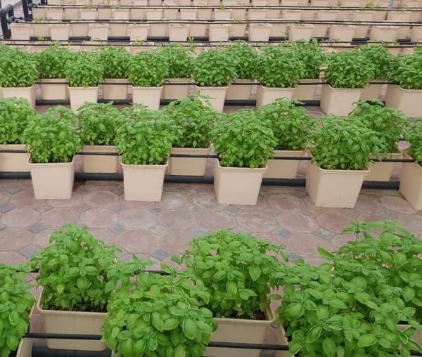 GreenHouse Construction for Organic or Hydroponic Crops - Greensouq - 