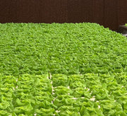 GreenHouse Construction for Organic or Hydroponic Crops - Greensouq - 