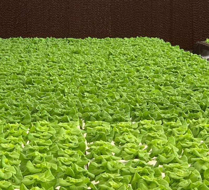 GreenHouse Construction for Organic or Hydroponic Crops - Greensouq - 