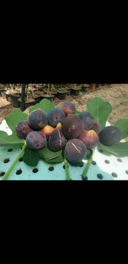 GreenHouse Construction for Organic or Hydroponic Crops - Greensouq - 