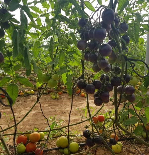 GreenHouse Construction for Organic or Hydroponic Crops - Greensouq - 