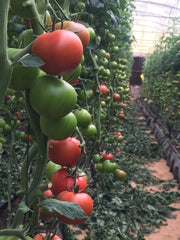 GreenHouse Construction for Organic or Hydroponic Crops - Greensouq - 