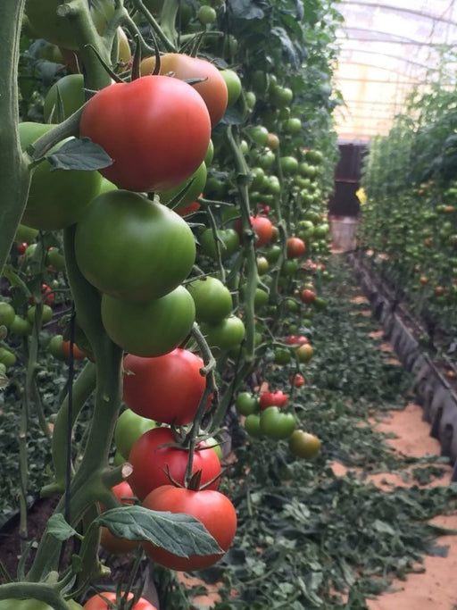 GreenHouse Construction for Organic or Hydroponic Crops - Greensouq - 