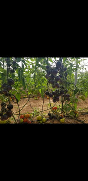 GreenHouse Construction for Organic or Hydroponic Crops - Greensouq - 