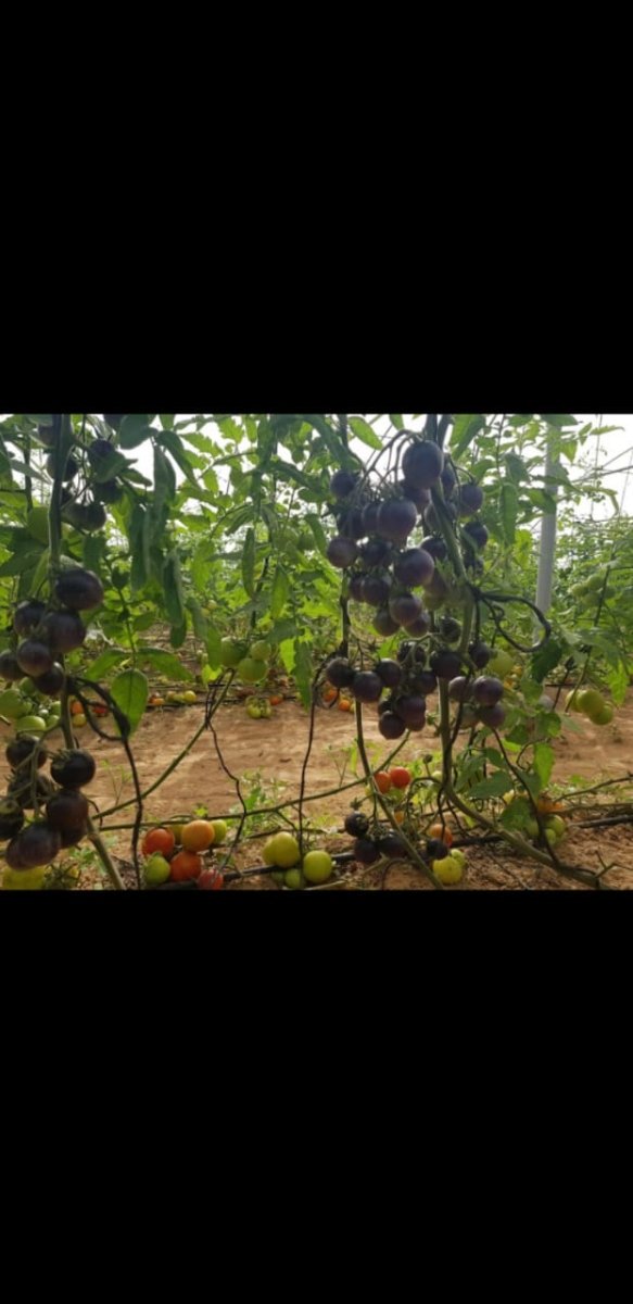 GreenHouse Construction for Organic or Hydroponic Crops - Greensouq - 