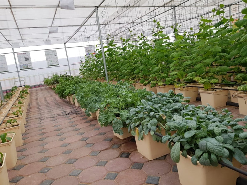 GreenHouse Construction for Organic or Hydroponic Crops - Greensouq - 