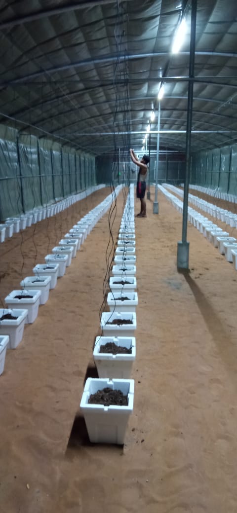 GreenHouse Construction for Organic or Hydroponic Crops - Greensouq - 
