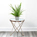 greenlady in plastic pot