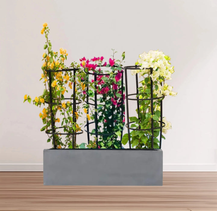 3 Bougainvillea Spectabilis  80 - 100cm in Grp Planter (100-30-30cm)