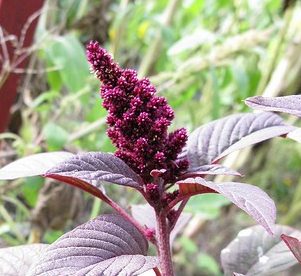 Red Amaranth Greensouq