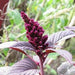 Red Amaranth Greensouq