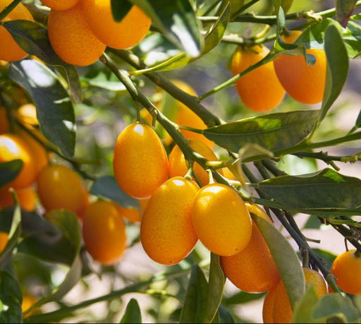 kumquat
