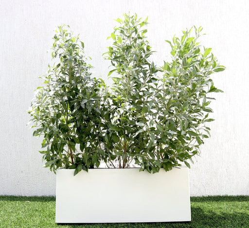 GRP Planter of 3 Conocarpus erectus Sericeus "Silver Damas" 1.0 - 1.2m - Greensouq - 