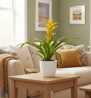 Guzmania Red and Yellow Plants or Scarlet Star in Ceramic Pot - Greensouq - 