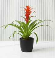 Guzmania Red and Yellow Plants or Scarlet Star in Ceramic Pot - Greensouq - 