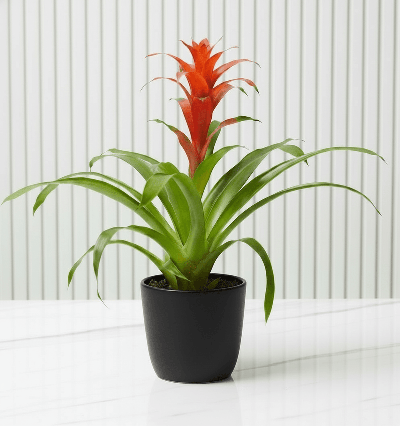 Guzmania Red and Yellow Plants or Scarlet Star in Ceramic Pot - Greensouq - 