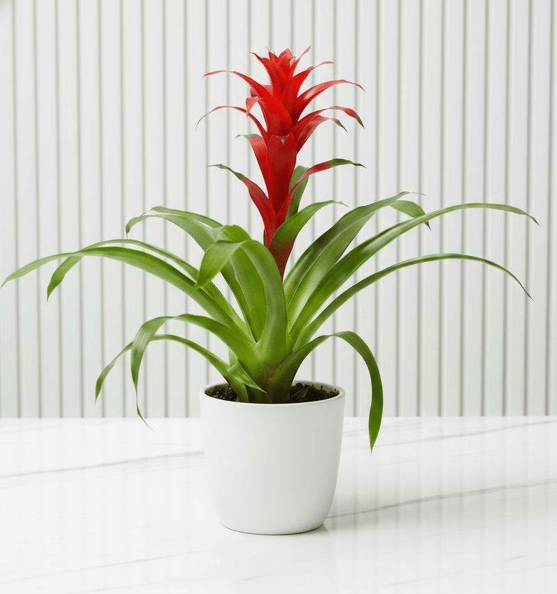 Guzmania Red and Yellow Plants or Scarlet Star in Ceramic Pot - Greensouq - 