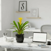 Guzmania Red and Yellow Plants or Scarlet Star in Ceramic Pot - Greensouq - 