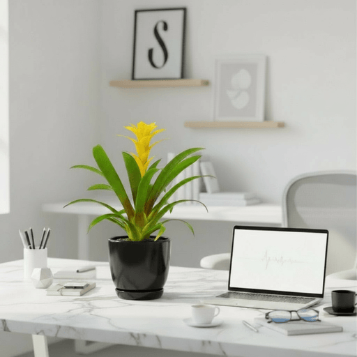 Guzmania Red and Yellow Plants or Scarlet Star in Ceramic Pot - Greensouq - 