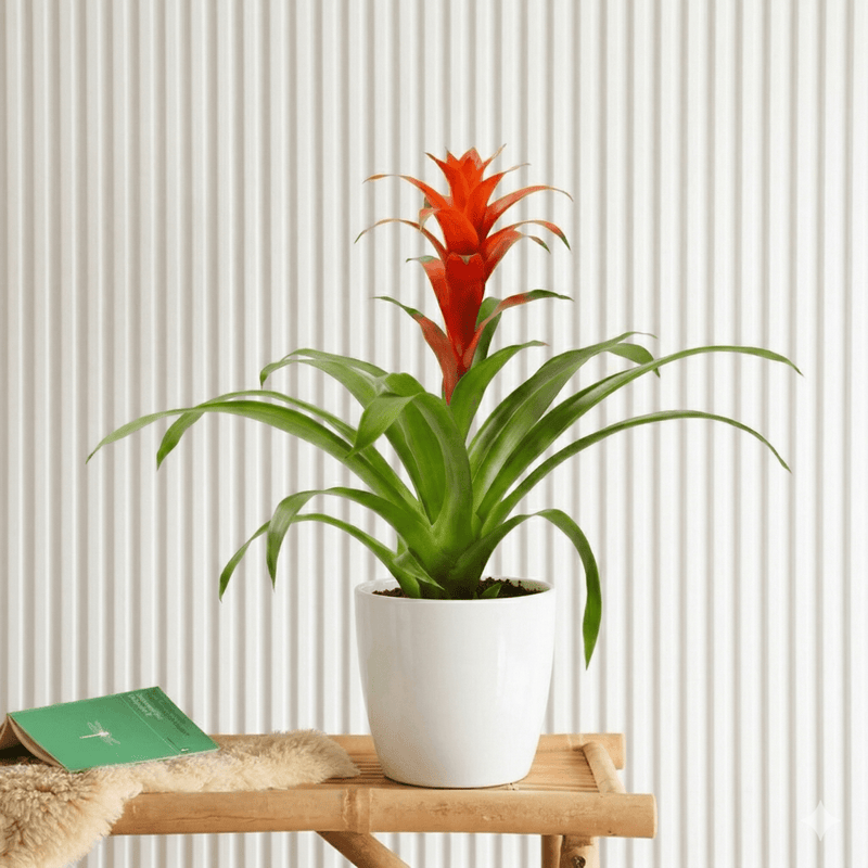 Guzmania Red and Yellow Plants or Scarlet Star in Ceramic Pot - Greensouq - 