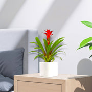Guzmania Red and Yellow Plants or Scarlet Star in Ceramic Pot - Greensouq - 
