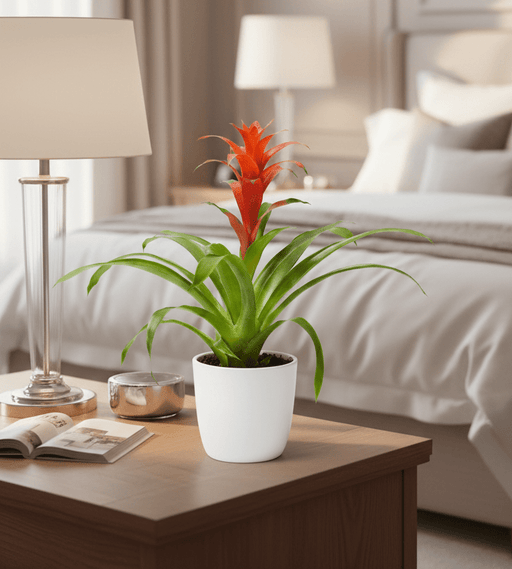 Guzmania Red and Yellow Plants or Scarlet Star in Ceramic Pot - Greensouq - 