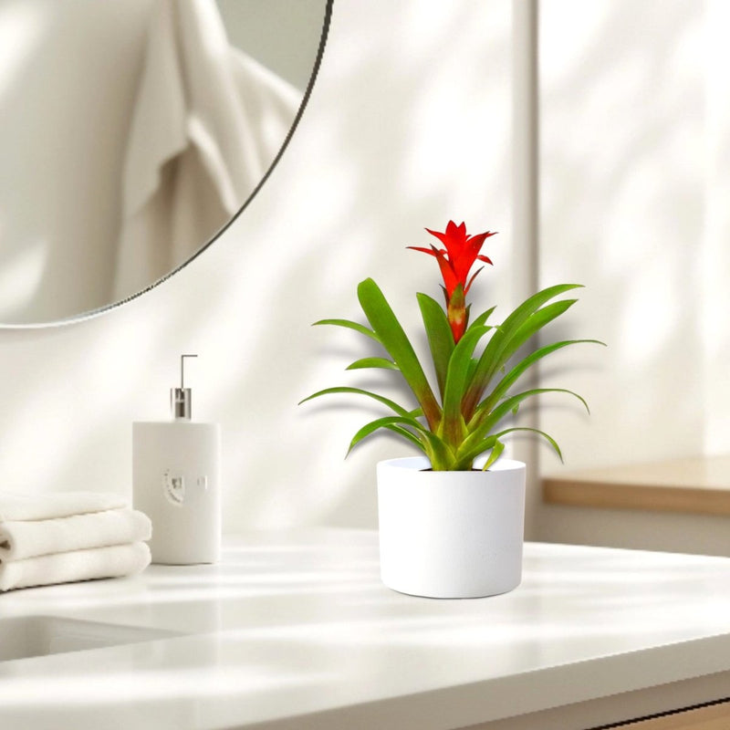 Guzmania Red and Yellow Plants or Scarlet Star in Ceramic Pot - Greensouq - 