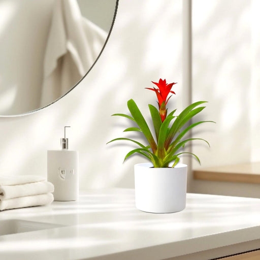 Guzmania Red and Yellow Plants or Scarlet Star in Ceramic Pot - Greensouq - 