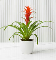 Guzmania Red and Yellow Plants or Scarlet Star in Ceramic Pot - Greensouq - 