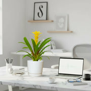 Guzmania Red and Yellow Plants or Scarlet Star in Ceramic Pot - Greensouq - 