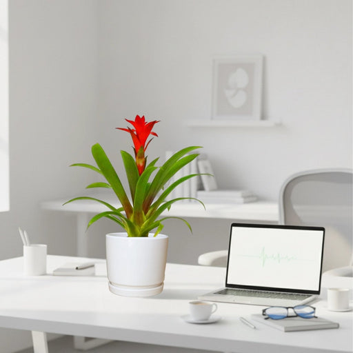 Guzmania Red and Yellow Plants or Scarlet Star in Ceramic Pot - Greensouq - 