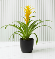 Guzmania Red and Yellow Plants or Scarlet Star in Ceramic Pot - Greensouq - 