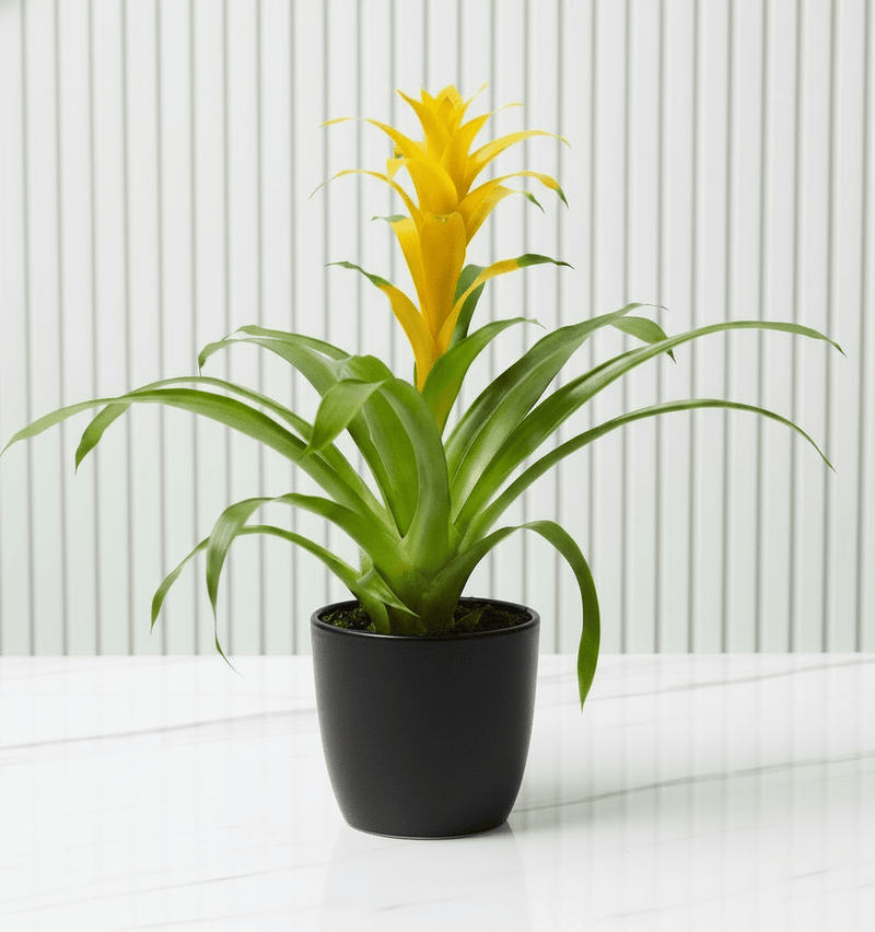 Guzmania Red and Yellow Plants or Scarlet Star in Ceramic Pot - Greensouq - 