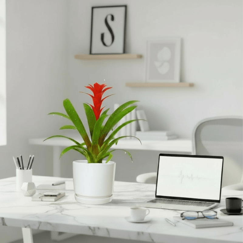 Guzmania Red and Yellow Plants or Scarlet Star in Ceramic Pot - Greensouq - 