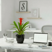 Guzmania Red and Yellow Plants or Scarlet Star in Ceramic Pot - Greensouq - 