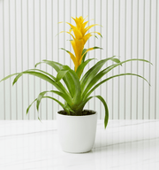 Guzmania Red and Yellow Plants or Scarlet Star in Ceramic Pot - Greensouq - 