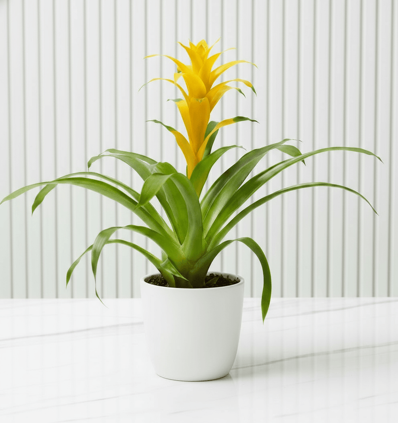 Guzmania Red and Yellow Plants or Scarlet Star in Ceramic Pot - Greensouq - 