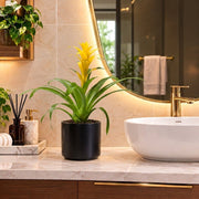 Guzmania Red and Yellow Plants or Scarlet Star in Ceramic Pot | UAE Lush Greens! - Greensouq -