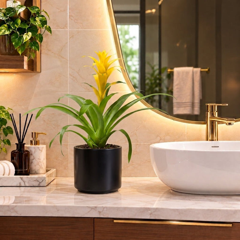Guzmania Red and Yellow Plants or Scarlet Star in Ceramic Pot | UAE Lush Greens! - Greensouq -