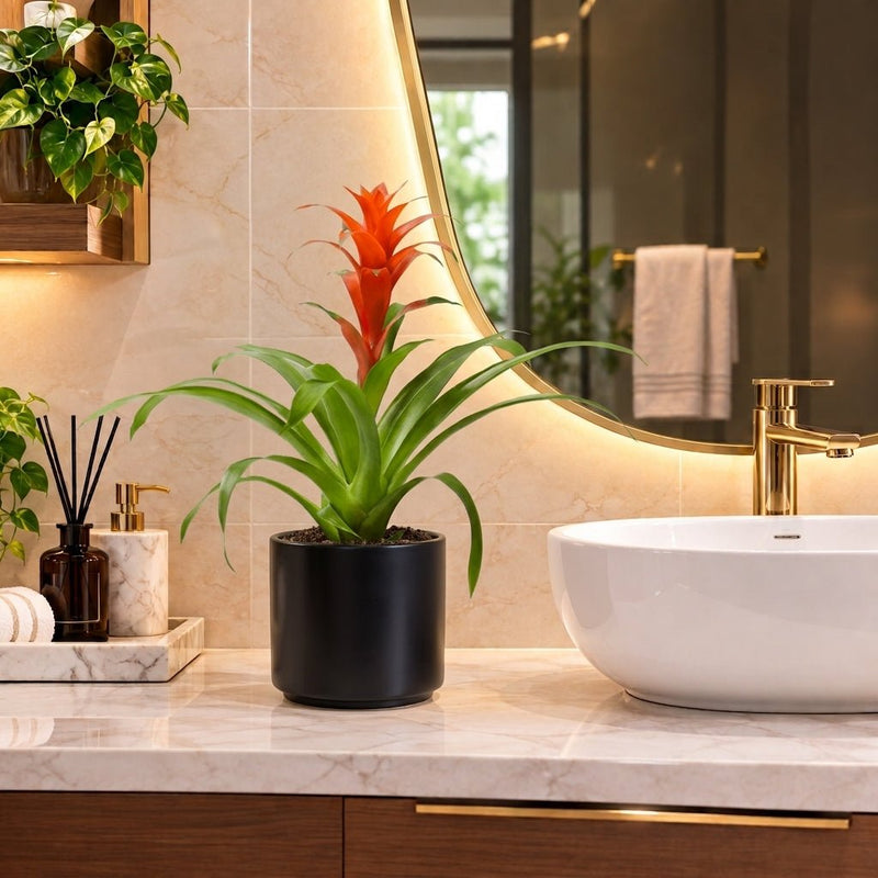 Guzmania Red and Yellow Plants or Scarlet Star in Ceramic Pot | UAE Lush Greens! - Greensouq -