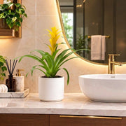 Guzmania Red and Yellow Plants or Scarlet Star in Ceramic Pot | UAE Lush Greens! - Greensouq -