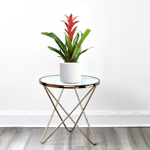 guzmania redhwite pot