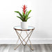 guzmania redhwite pot