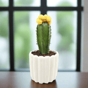 Gymnocalycium mix 15 - 20cm - Greensouq - 