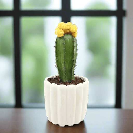 Gymnocalycium mix 15 - 20cm - Greensouq - 