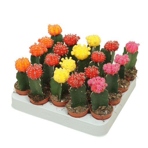 Gymnocalycium mix 15 - 20cm - Greensouq - 