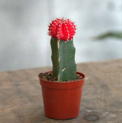 Gymnocalycium mix 15 - 20cm - Greensouq - 