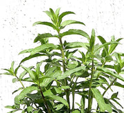 Habak Desert Mint "Mentha longifolia" Vegetable Herb Plant 6ltr Pot - Greensouq - 